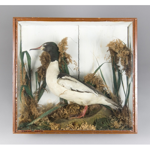 57 - A LATE 19TH/EARLY 20TH CENTURY TAXIDERMY GOOSANDER IN A GLAZED CASE WITH A NATURALISTIC SETTING (MER... 