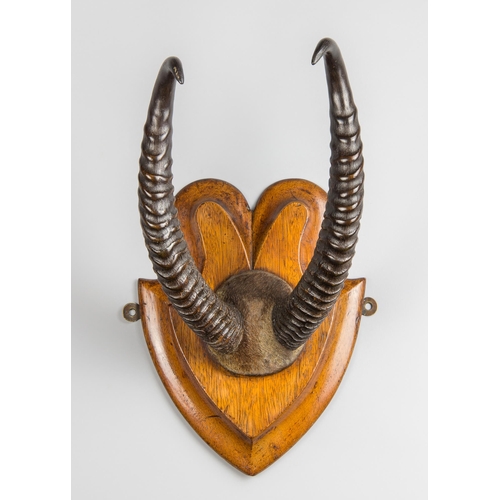 58 - A LATE 19TH/EARLY 20TH CENTURY SET OF GERENUK HORNS UPON AN OAK SHIELD (LITOCRANIUS WALLERI).
(h 37c... 