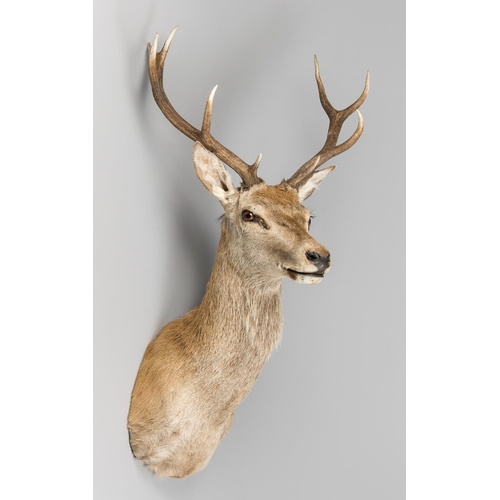63 - A MODERN TAXIDERMY SCOTTISH HIGHLAND RED DEER STAG (CERVUS ELAPHUS).
(h 120cm x w 66cm x d 66cm)
