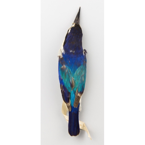 64 - A LATE 19TH CENTURY TAXIDERMY STUDY SKIN OF A FOREST KINGFISHER (TODIRAMPHUS MACLEAYII). Condition ... 