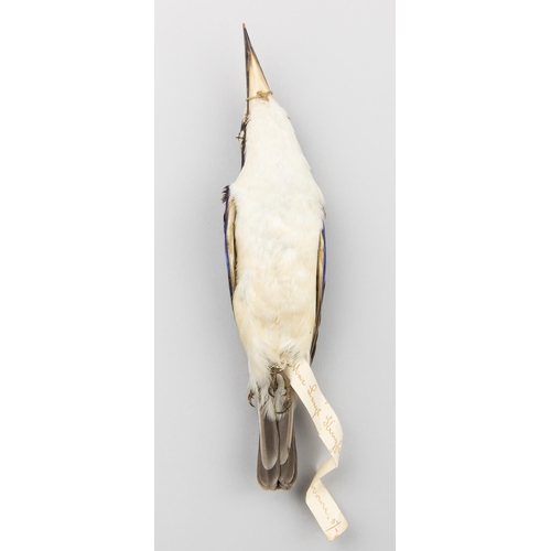 64 - A LATE 19TH CENTURY TAXIDERMY STUDY SKIN OF A FOREST KINGFISHER (TODIRAMPHUS MACLEAYII). Condition ... 