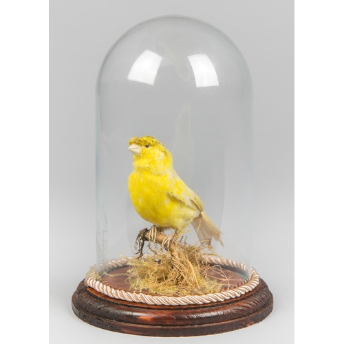 65 - A LATE 20TH CENTURY TAXIDERMY CANARY UNDER A GLASS DOME WITH A NATURALISTIC SETTING.