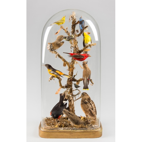 68 - AN UNUSUAL LATE 19TH CENTURY AND LATER TAXIDERMY DISPLAY OF TROPICAL BIRDS AND OTHER UNDER A LARGE V... 