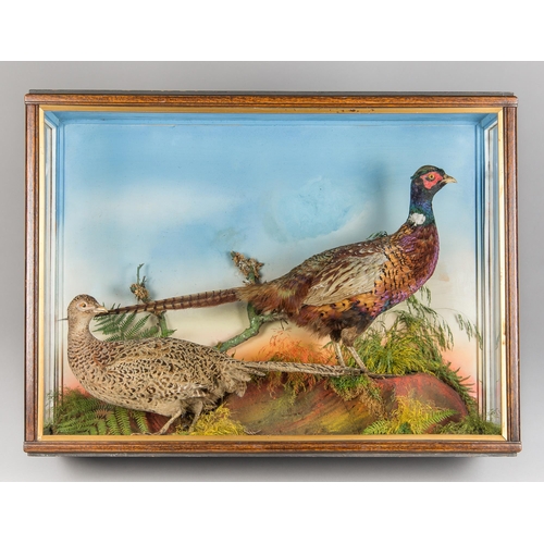 7 - THOMAS JEFFERIES, A LATE 19TH/EARLY 20TH CENTURY TAXIDERMY PAIR OF PHEASANTS IN A GLAZED CASE WITH A... 