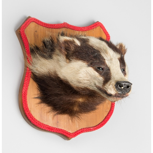71 - A MID/LATE 20TH CENTURY TAXIDERMY EUROPEAN BADGER MASK UPON A WOODEN SHIELD (MELES MELES).