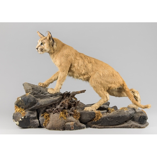 73 - A MID/LATE 20TH CENTURY TAXIDERMY AFRICAN CARACAL FULL MOUNT UPON A NATURALISTIC BASE (CARACAL CARAC... 