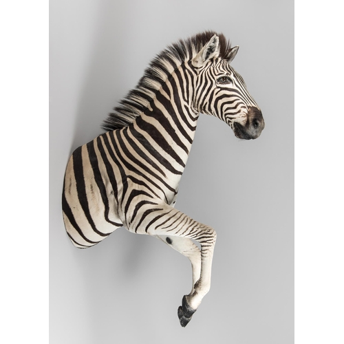 75 - A MODERN TAXIDERMY BURCHELL'S ZEBRA WALL MOUNT (EQUUS QUAGGA BURCHELLII).(h 135cm x w 46cm x d 102c... 