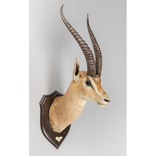 78 - ROWLAND WARD, AN EARLY 20TH CENTURY TAXIDERMY GRANT'S GAZELLE HEAD UPON AN OAK SHIELD (NANGER GRANTI... 