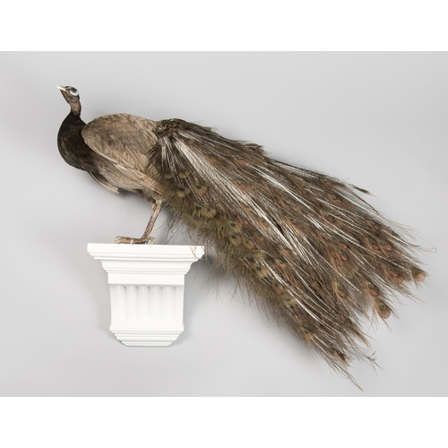 82 - A MODERN TAXIDERMY OPAL PEACOCK UPON A PLASTER WALL CONSOLE (PAVO CRISTATUS).
(h 100cm x w 110cm x d... 