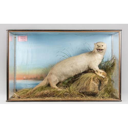 83 - WILLIAM HOPE OF EDINBURGH, A LATE 19TH CENTURY TAXIDERMY OTTER IN A GLAZED CASE WITH A NATURALISTIC ... 
