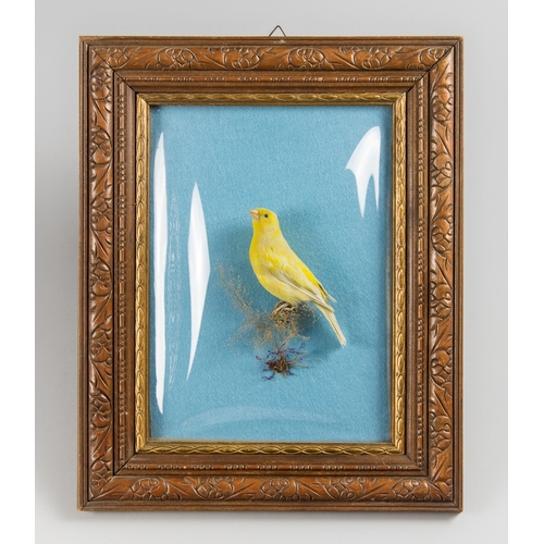 85 - A MID/LATE 20TH CENTURY TAXIDERMY CANARY IN A BOWFRONT GLAZED FRAMED WALL CASE (SERINUS CANARIA DOME... 