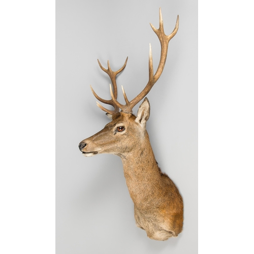 89 - A MODERN TAXIDERMY SCOTTISH HIGHLAND RED DEER STAG (CERVUS ELAPHUS).
(h 130m x w 70cm x d 60cm)