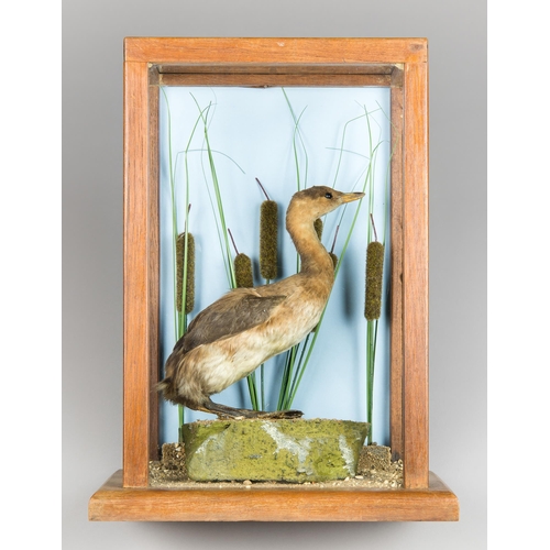 93 - A MID-20TH CENTURY TAXIDERMY GREBE IN A GLAZED CASE WITH A NATURALISTIC SETTING (PODICIPEDIDAE).