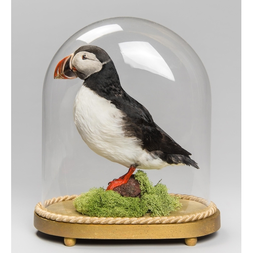 95 - A 20TH CENTURY TAXIDERMY ATLANTIC PUFFIN UNDER A GLASS DOME WITH A NATURALISTIC SETTING (FRATERCULA ... 