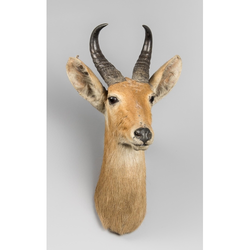 98 - ROWLAND WARD, AN EARLY 20TH CENTURY TAXIDERMY REEDBUCK HEAD (REDUNCA REDUNCA).