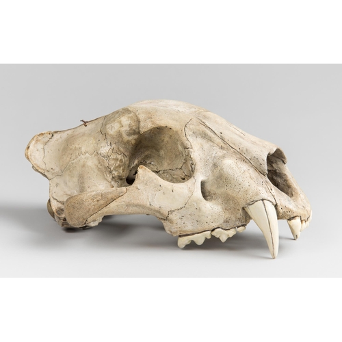 99 - A LATE 19TH/EARLY 20TH CENTURY LION UPPER SKULL (PANTHERA LEO).