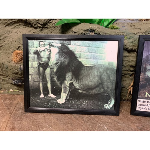 100 - ‘SIMBA’, THE FAMOUS WORLD RECORD LION, STUFFED AS A TAXIDERMY FULL MOUNT IN 1973-1974 (PANTHERA LEO)... 