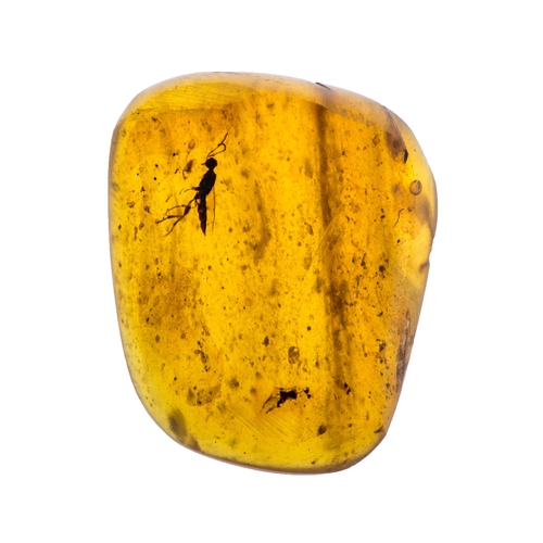 502 - A LARGE WASP IN CRETACEOUS BURMESE AMBER FOSSIL. (0.80g, 1.8cm). 90-105 Million years old (mid to la... 