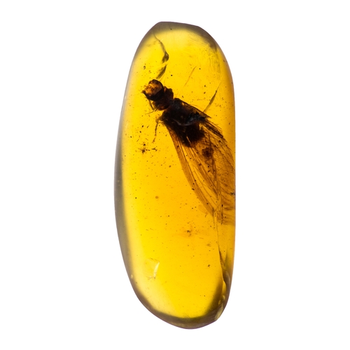 503 - LARGE FLYING TERMITE INSECT IN CRETACEOUS BURMESE AMBER FOSSIL (3.5cm). 90-105 Million years old (mi... 