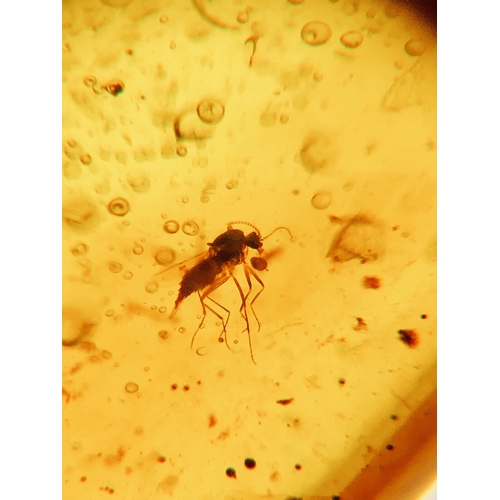 504 - A RARE LONG SNOUT FLY WITH ANIMAL HAIR AND AMOSQUITOES IN CRETACEOUS BURMESE AMBER. Inclusions inclu... 