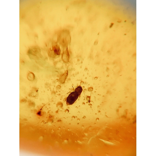 504 - A RARE LONG SNOUT FLY WITH ANIMAL HAIR AND AMOSQUITOES IN CRETACEOUS BURMESE AMBER. Inclusions inclu... 