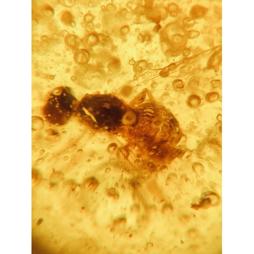 504 - A RARE LONG SNOUT FLY WITH ANIMAL HAIR AND AMOSQUITOES IN CRETACEOUS BURMESE AMBER. Inclusions inclu... 