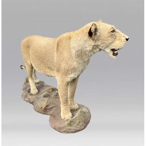 66 - A LARGE AND IMPRESSIVE 20TH CENTURY TAXIDERMY FULL MOUNT AFRICAN LIONESS STANDING ON A ROCKY BASE (P... 