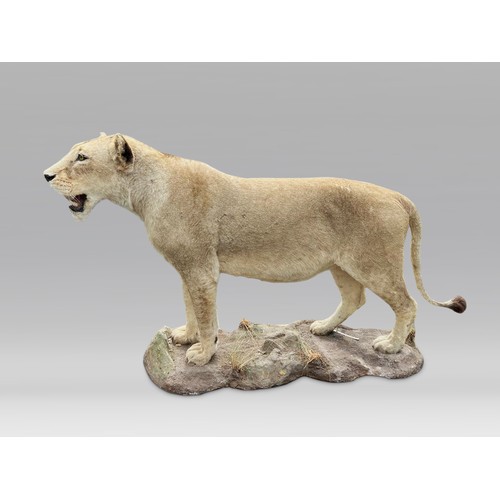 66 - A LARGE AND IMPRESSIVE 20TH CENTURY TAXIDERMY FULL MOUNT AFRICAN LIONESS STANDING ON A ROCKY BASE (P... 