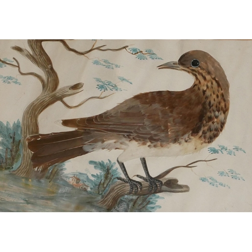 522 - A NEAR PAIR OF 19TH CENTURY WATERCOLOUR AND FEATHER BIRD STUDIES
Two wild birds within a landscape, ... 