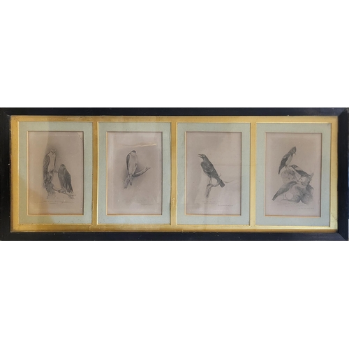 524 - A SET OF FOUR 19TH CENTURY BLACK AND WHITE ENGRAVINGS OF BIRDS OF PREY, Comprising plate 1 Honey Buz... 