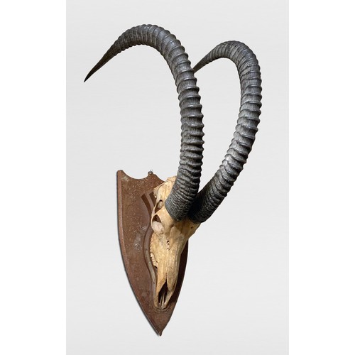 61 - A LARGE LATE 19TH CENTURY SET OF SABLE ANTELOPE HORNS AND UPPER SKULL UPON AN OAK SHIELD (HIPPOTRAGU... 