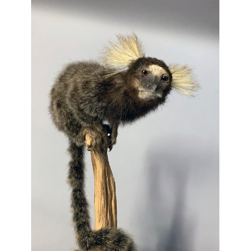 84a - A 20TH CENTURY TAXIDERMY COMMON MARMOSET MONKEY UNDER A GLASS DOME (CALLITHRIX JACCHUS).
(h 50cm x w... 