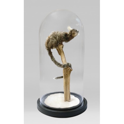 84a - A 20TH CENTURY TAXIDERMY COMMON MARMOSET MONKEY UNDER A GLASS DOME (CALLITHRIX JACCHUS).
(h 50cm x w... 