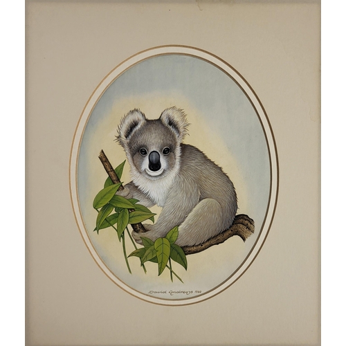 641 - DAVID ANDREWS, 20TH CENTURY WATERCOLOUR
Koala Bear, signed, dated 1969 lower right, mounted.
30.5cm ... 