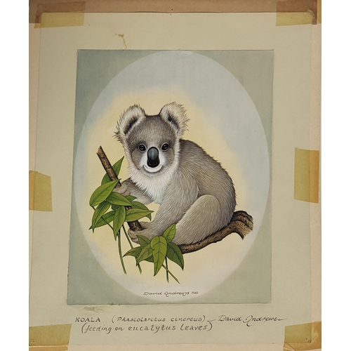 641 - DAVID ANDREWS, 20TH CENTURY WATERCOLOUR
Koala Bear, signed, dated 1969 lower right, mounted.
30.5cm ... 