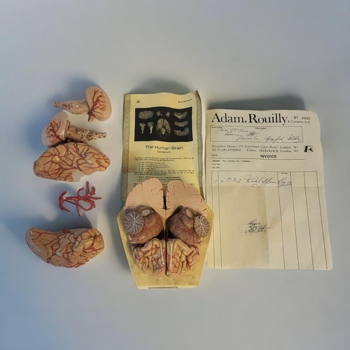 326 - ADAM ROUILLY OF LONDON, ANATOMY PLASTIC COMPOSITION MODEL OF HUMAN BRAIN (CELEBRUM)
Divided in eight... 