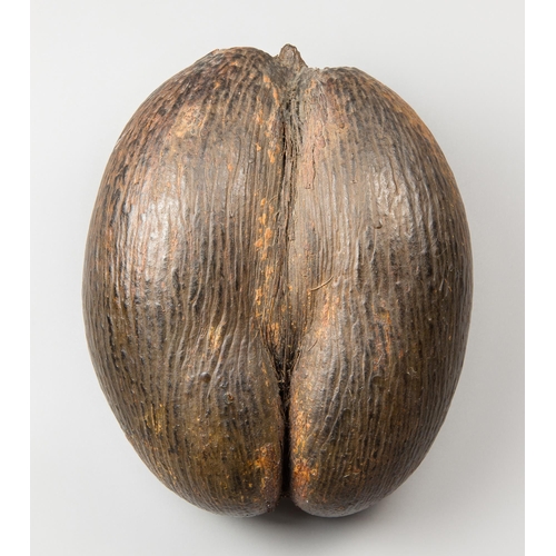 194 - A LARGE COCO DE MER NUT (LODOICEA MALDIVICA).
A complete Coco de Mer nut. A rare species of palm tre... 