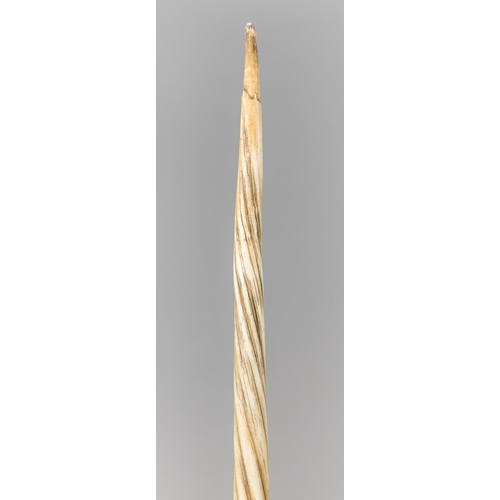 195 - A LARGE AND IMPRESSIVE 19TH CENTURY NARWHAL TUSK (MONODON MONOCEROS).
Length 242cm. With CITES A10 (... 