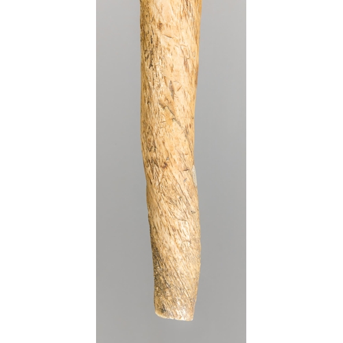 195 - A LARGE AND IMPRESSIVE 19TH CENTURY NARWHAL TUSK (MONODON MONOCEROS).
Length 242cm. With CITES A10 (... 