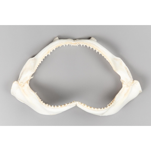 206 - A 20TH CENTURY SHARK JAW SET.
(w 44cm)