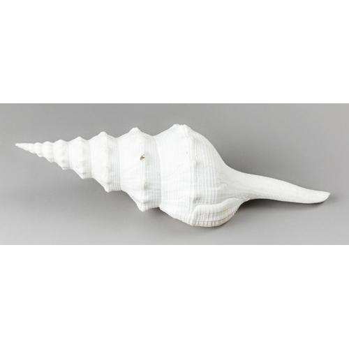 207 - FUSINUS LONGISSIMUS SHELL.
(29cm)