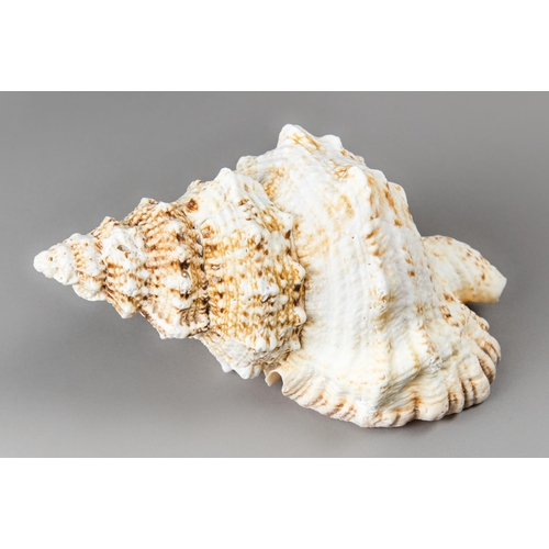 210 - A BURSA BUBO SHELL.
(25cm)