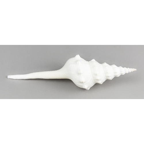 212 - FUSINUS LONGISSIMUS SHELL.
(24cm)