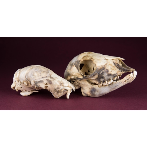 213 - OSTEOLOGY: AN UNUSUAL SEVERELY DEFORMED LAMB SKULL, TOGETHER WITH A NORMAL LAMB SKULL (OVIS ARIES).
... 