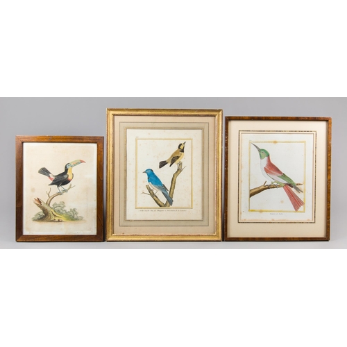 219 - A COLLECTION OF THREE ANTIQUE HAND-COLOURED TROPICAL BIRD ENGRAVINGS.
Framed and glazed. Largest (h ... 