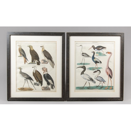 220 - TWO 19TH CENTURY NATURAL HISTORY COLOUR LITHOGRAPHS OF BIRDS.
Later mounted and glazed framed.