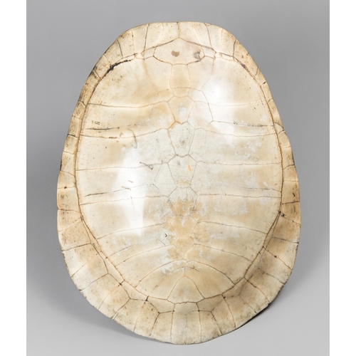 221 - LATE 19TH/EARLY 20TH CENTURY GIANT SOUTH AMERICAN RIVER TURTLE BLONDE SHELL (PODOCNEMIS EXPANSA).
Al... 