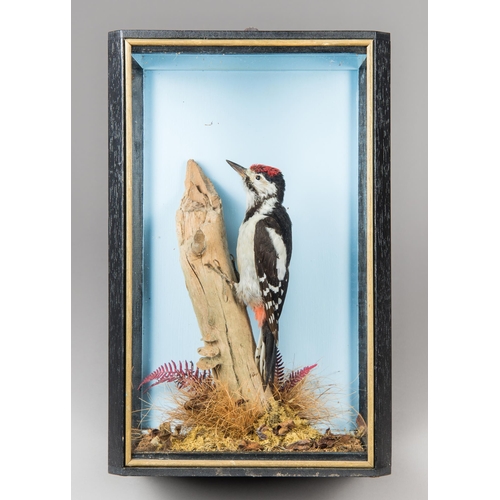 225 - A LATE 20TH CENTURY TAXIDERMY GREAT SPOTTED WOODPECKER IN A GLAZED CASE WITH A NATURALISTIC SETTING ... 