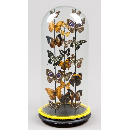 227 - A LATE 20TH CENTURY ENTOMOLOGY DISPLAY OF TROPICAL BUTTERFLIES UNDER A LARGE GLASS DOME.
(h 51cm x w... 