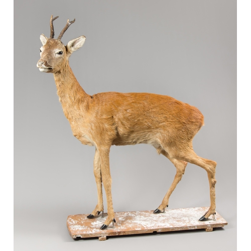 228 - A MID-20TH CENTURY TAXIDERMY FULL MOUNT ROE DEER UPON A BASE (CAPREOLUS CAPREOLUS). (h 109cm)